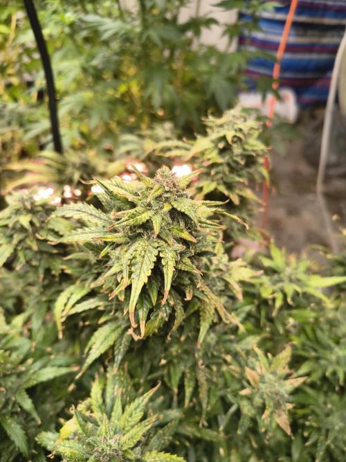 Gelonade auto. Week 14