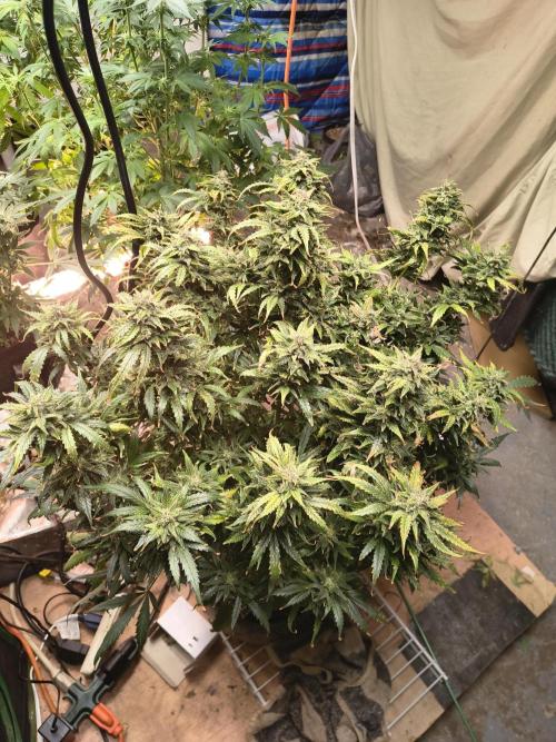 Gelonade auto. Week 14