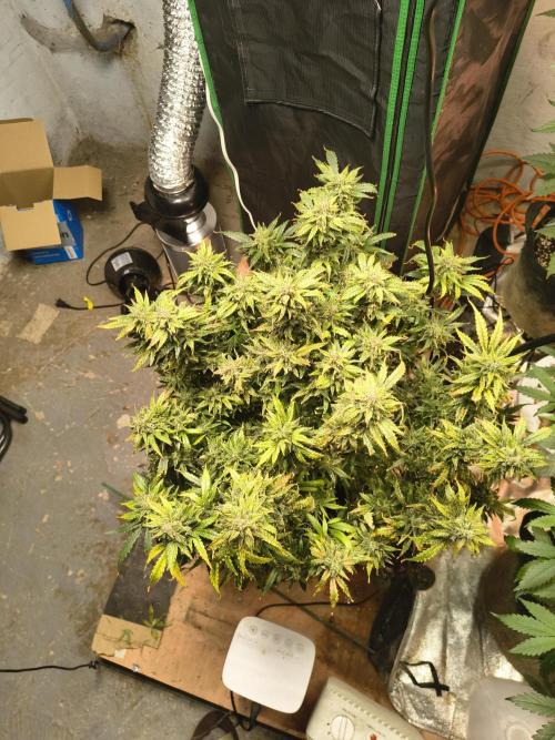 Gelonade auto. Week 14
