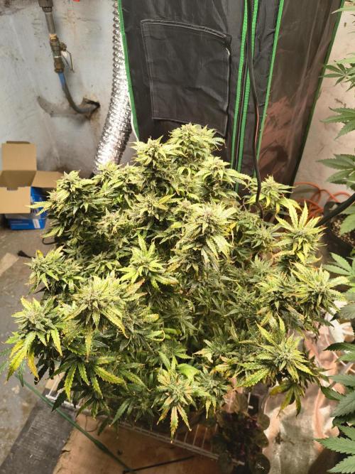 Gelonade auto. Week 14