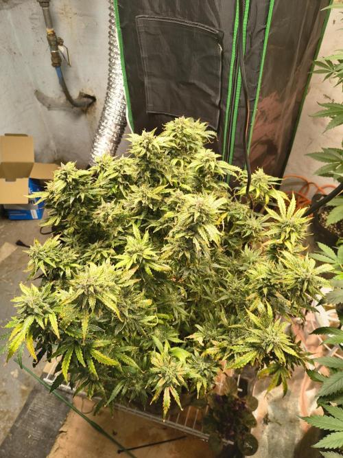 Gelonade auto. Week 14