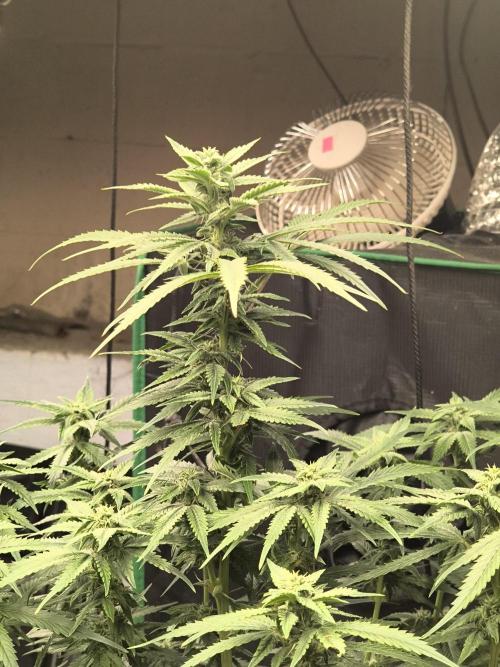 Sticky broccoli. Week 10