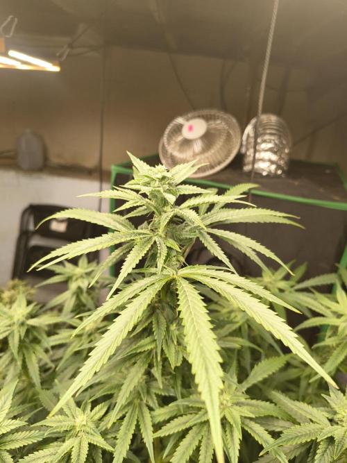 Sticky broccoli. Week 10