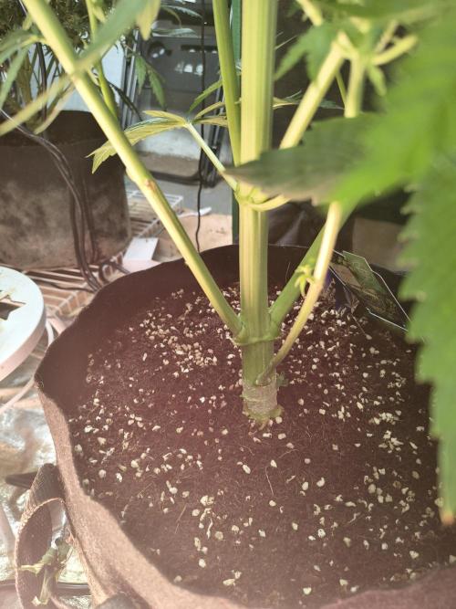 Sticky broccoli. Week 10