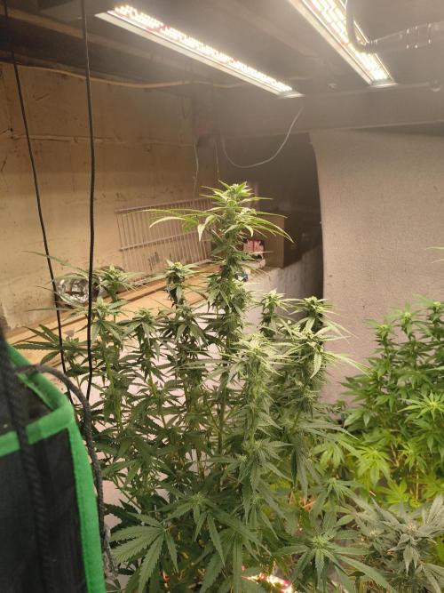 Sticky broccoli. Week 10
