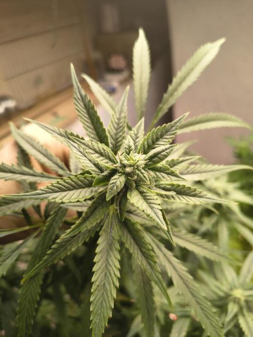 Sticky broccoli. Week 10