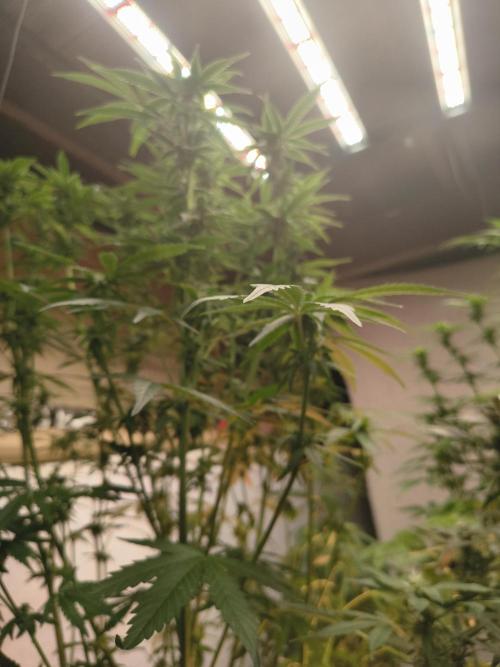 Sticky broccoli. Week 10