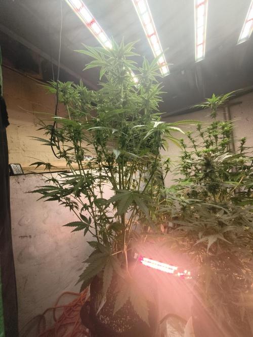 Sticky broccoli. Week 10