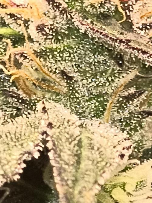 Sticky broccoli. Week 10