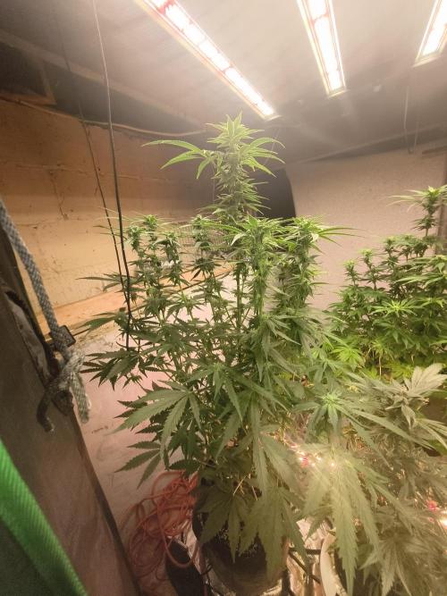 Sticky broccoli. Week 10