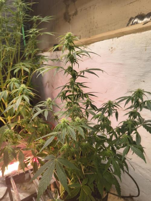 Orange cookies auto. Week 8