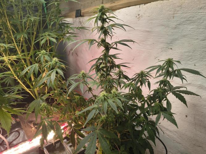 Orange cookies auto. Week 8