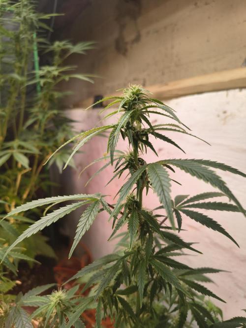 Orange cookies auto. Week 8