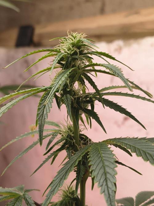 Orange cookies auto. Week 8