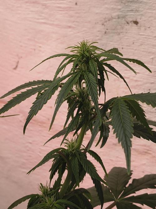 Orange cookies auto. Week 8