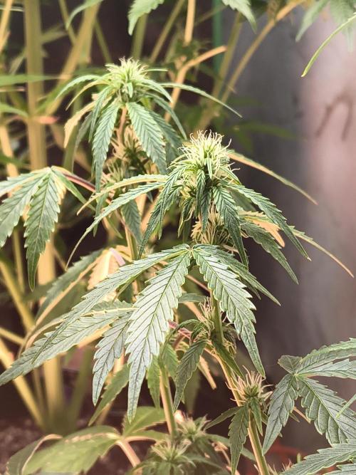 Orange cookies auto. Week 8