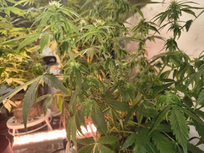 Orange cookies auto. Week 8