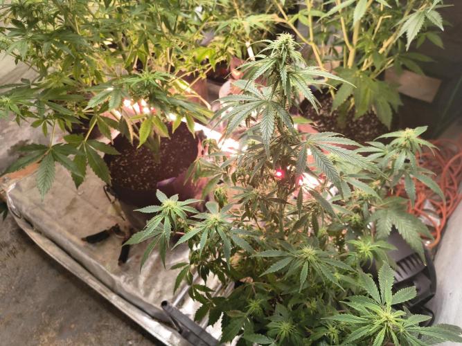 Orange cookies auto. Week 8
