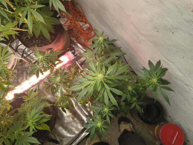 Orange cookies auto. Week 8