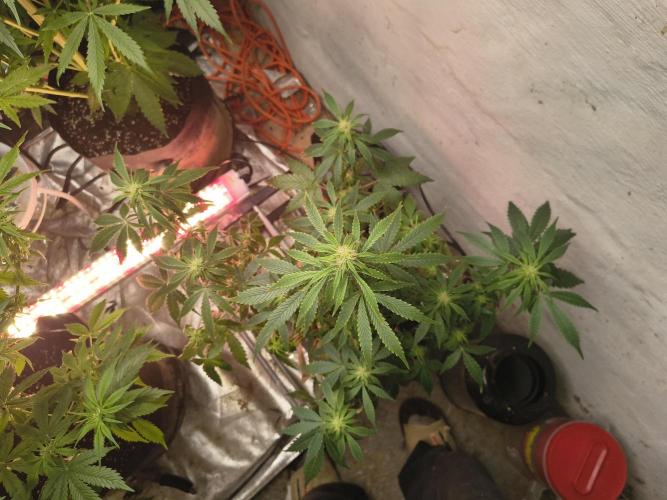 Orange cookies auto. Week 8
