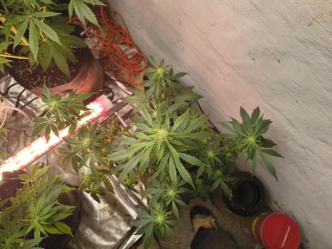 Orange cookies auto. Week 8