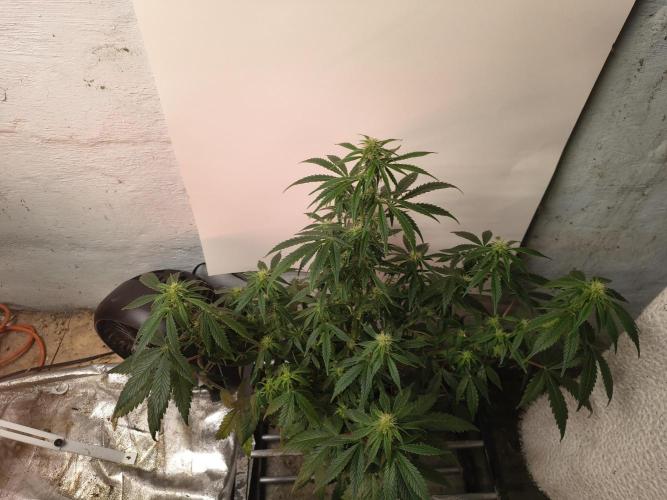Orange cookies auto. Week 8