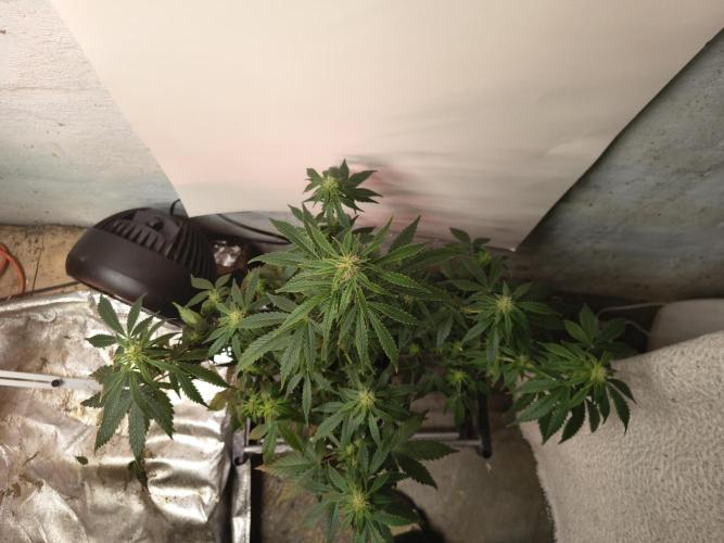 Orange cookies auto. Week 8