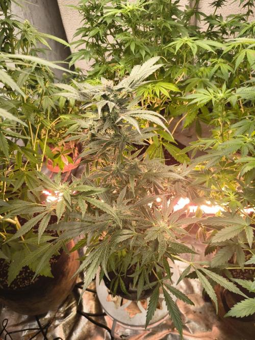 Gmo auto. Week 8