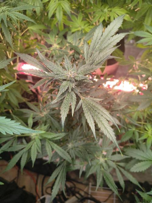 Gmo auto. Week 8