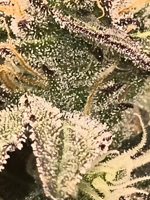 Gmo auto. Week 8