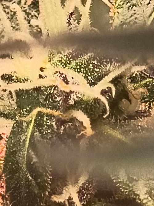 Gmo auto. Week 8