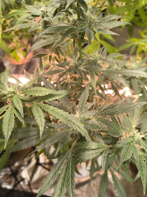 Gmo auto. Week 8
