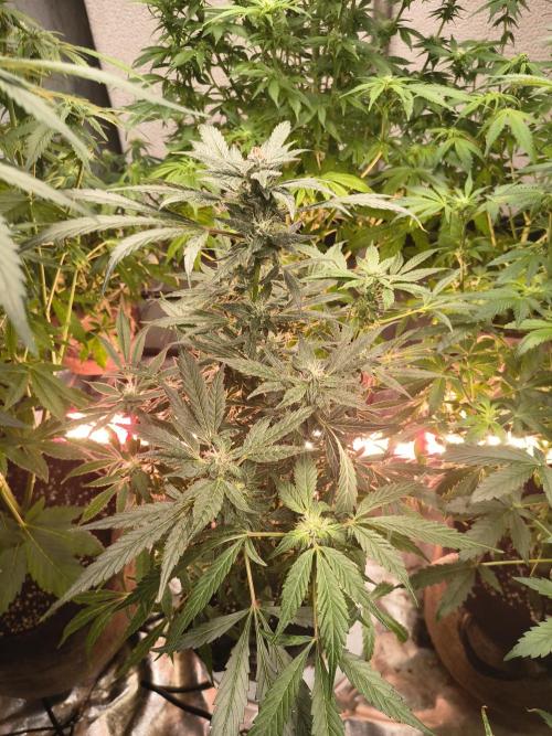 Gmo auto. Week 8