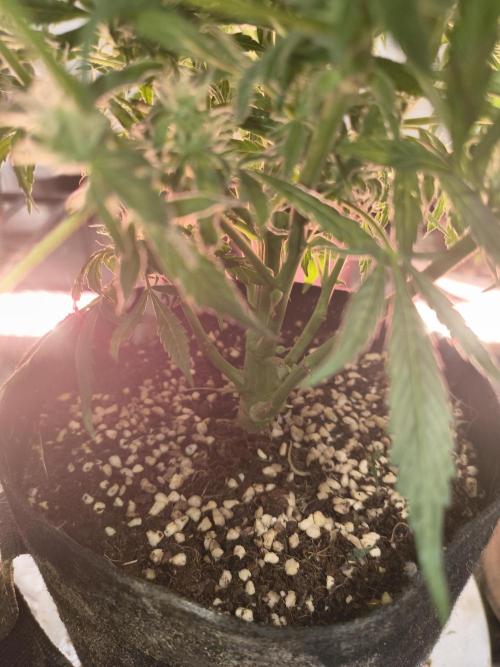 Gmo auto. Week 8