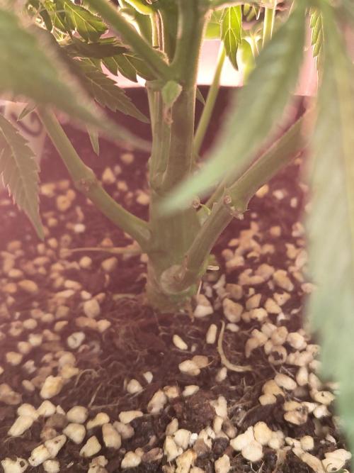 Gmo auto. Week 8