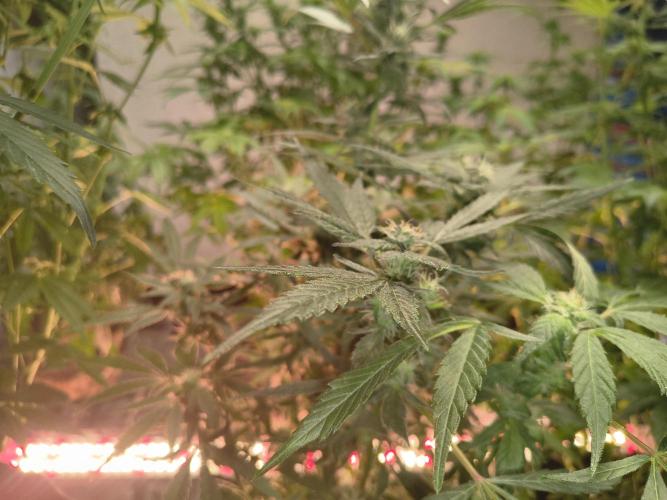 Gmo auto. Week 8