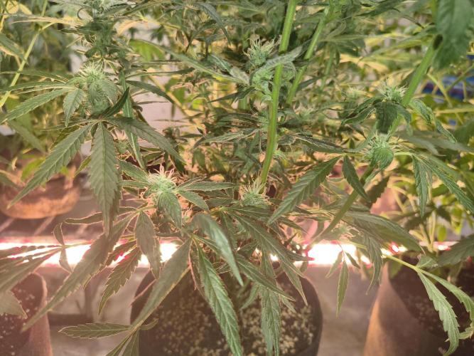 Gmo auto. Week 8