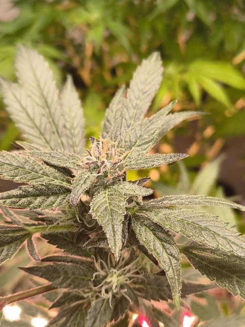 Gmo auto. Week 8