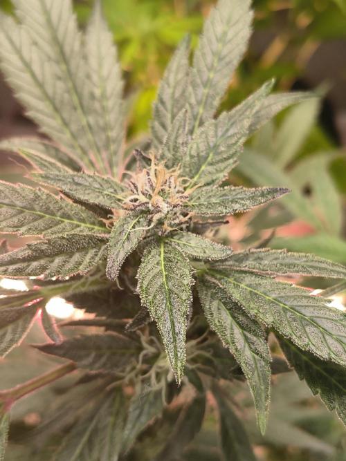 Gmo auto. Week 8