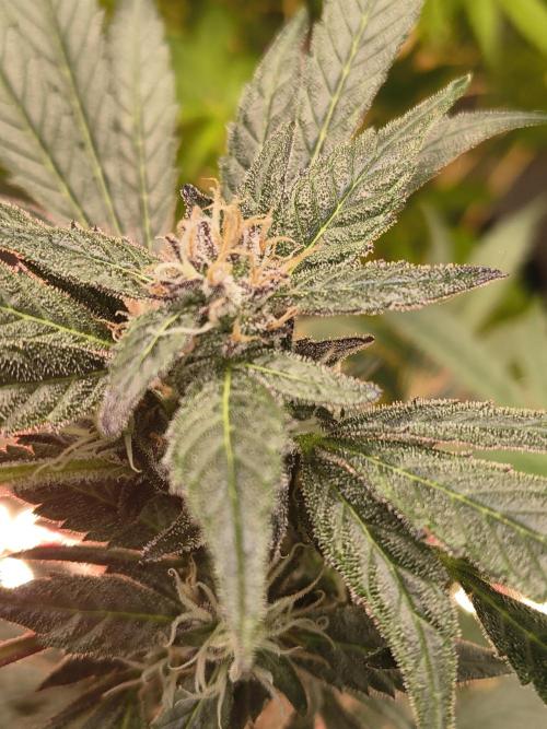 Gmo auto. Week 8