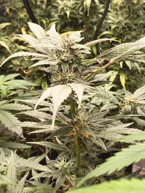 GMO Auto. Week 8