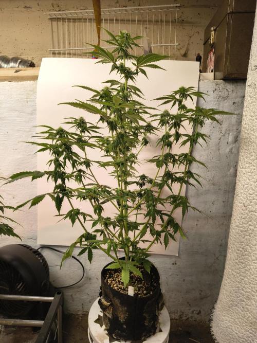 Northern Lights Auto. Week 8