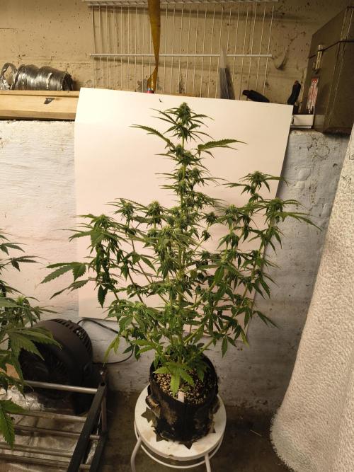 Northern Lights Auto. Week 8