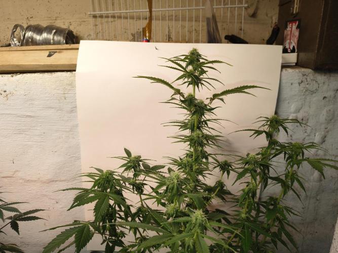 Northern Lights Auto. Week 8