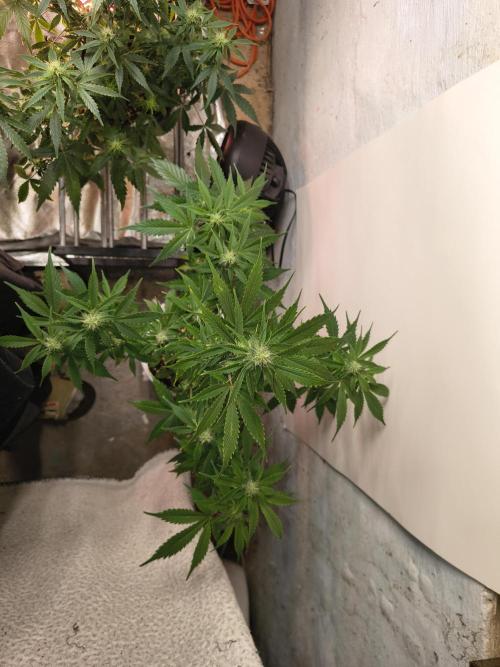 Northern Lights Auto. Week 8