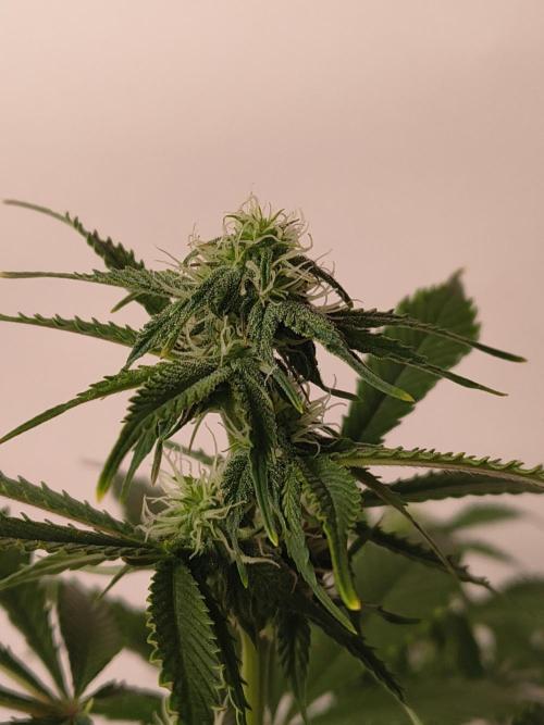 Northern Lights Auto. Week 8
