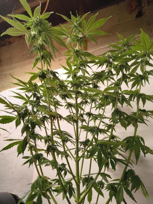Northern Lights Auto. Week 8