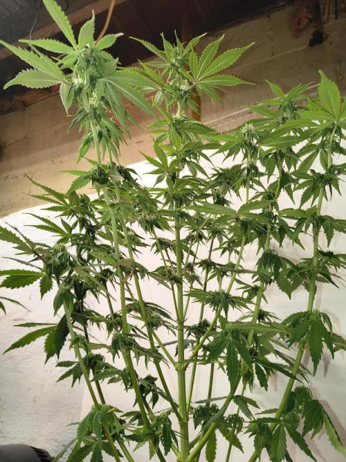 Northern Lights Auto. Week 8