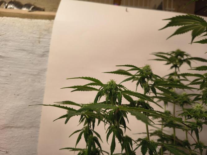 Northern Lights Auto. Week 8