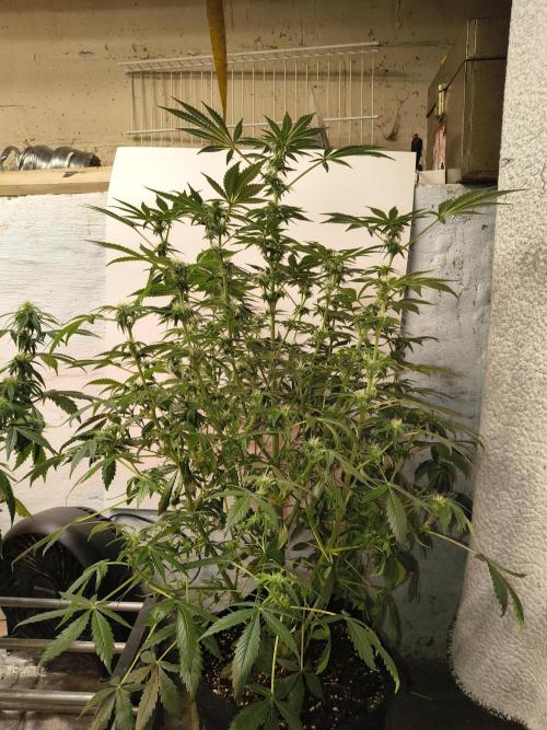 Northern Lights Auto. Week 8